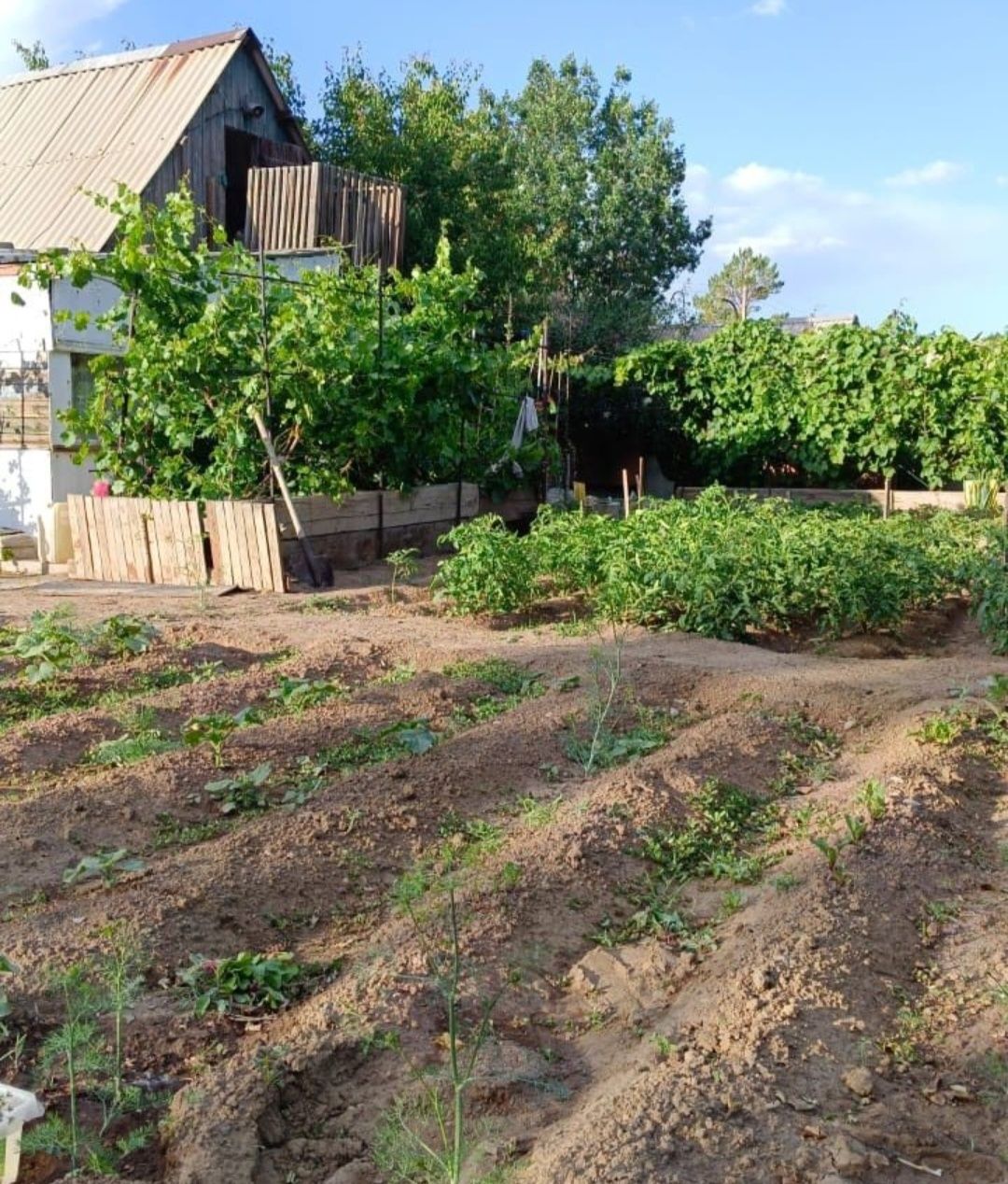 Продам дачу  срочно