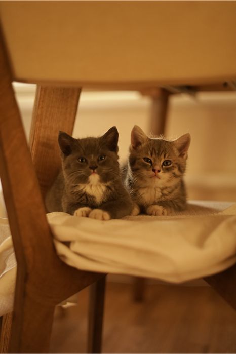 Продам котят от британской кошки