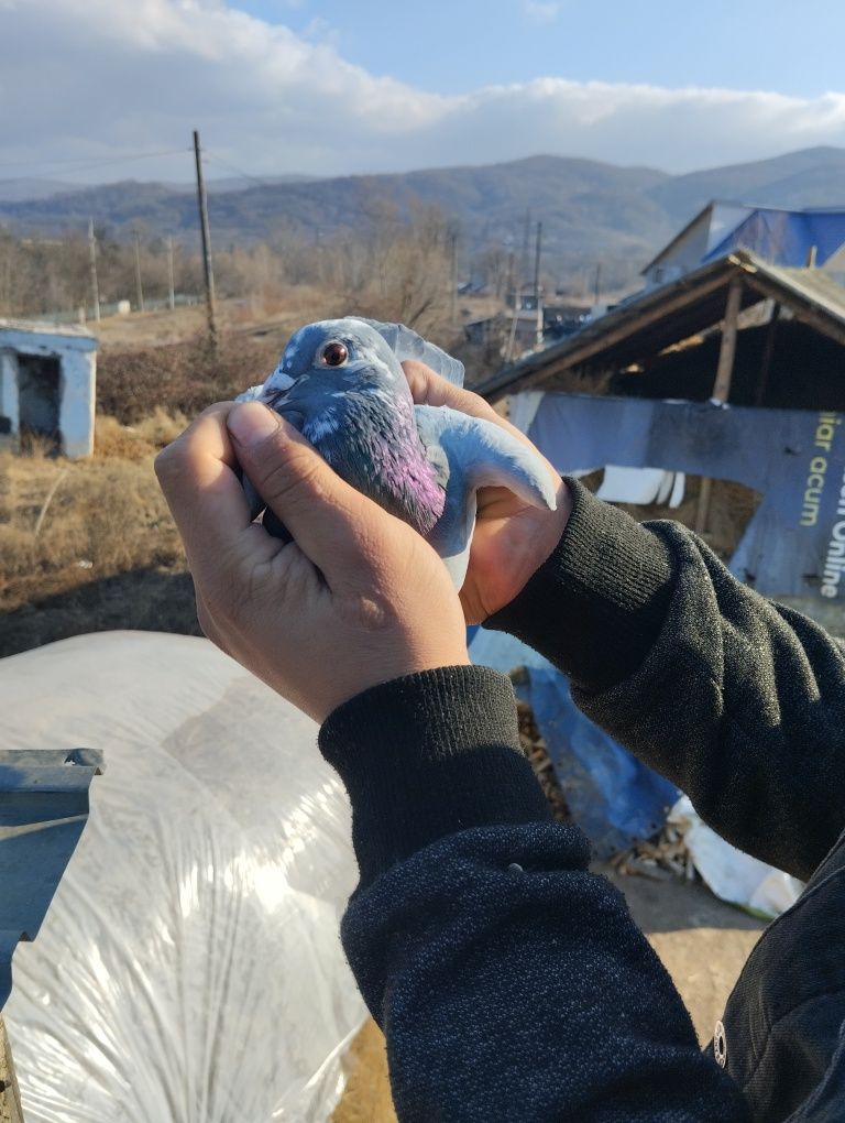 Porumbei de concurs și curcănasi