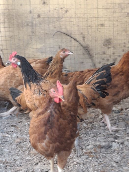 Товуклар сотилади Адлер Форверк Российский