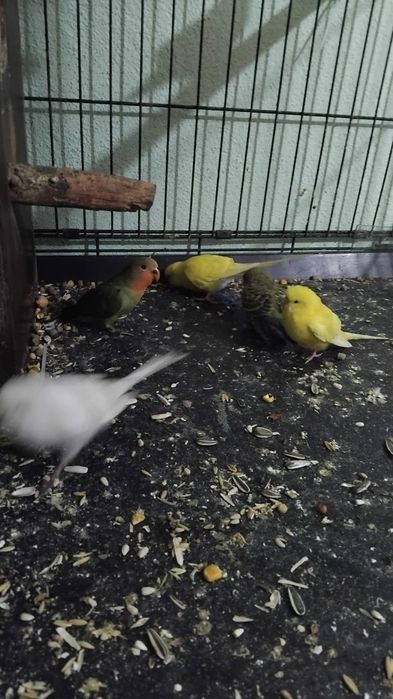 Vând sau schimb peruși