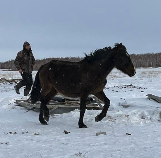 Продам жерёбую кобылу