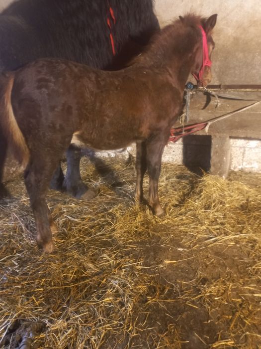 Vând cârlan de 5 luni forte frumos