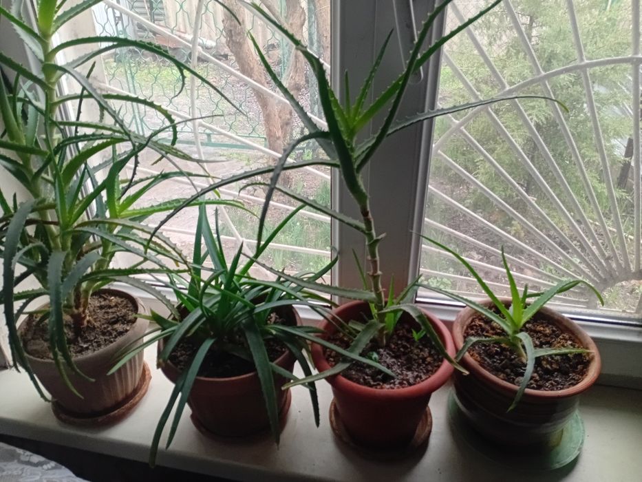 Продам алоэ,  в горшках