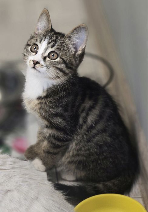 Котенок ищет дом и любящих хозяев.