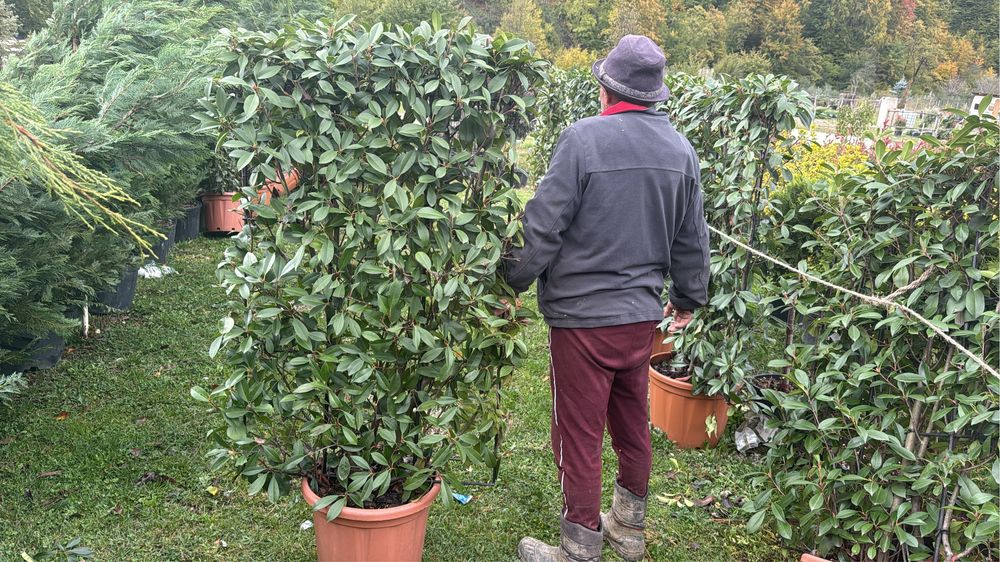 Jardinera de photinia
