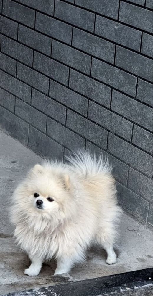 Qiz bola pomeranskiy shpins