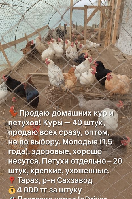 Продам курей молодые несуться