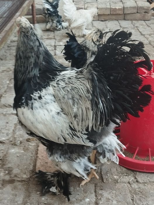 Тёмни пух хурозла сотилади.