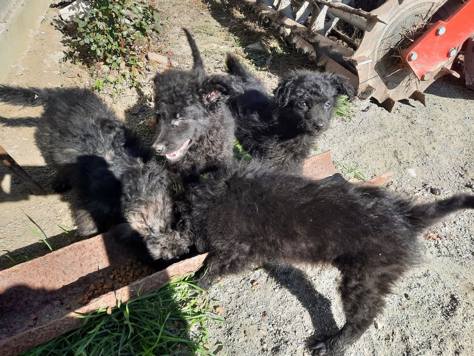 Căței de întors oi