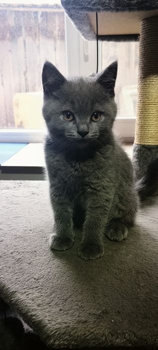 British Shorthair Blue