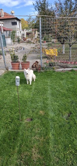 Подарявам немски шпиц