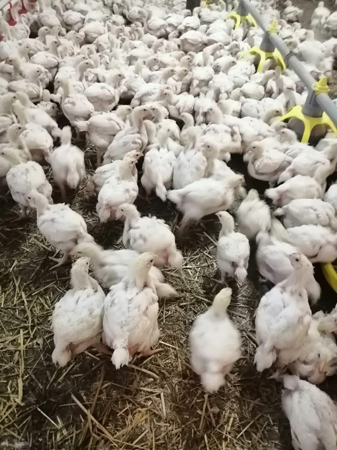 Bibilici, pui ,Rate, boboci gasca