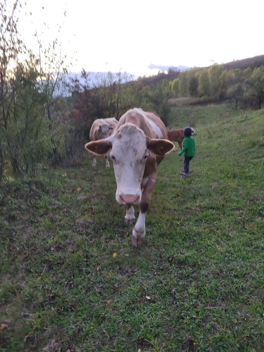 Vând vacă gestantă