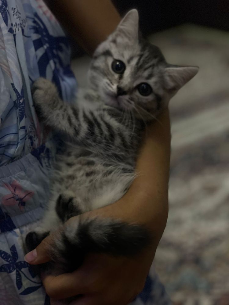 Продается кошка.