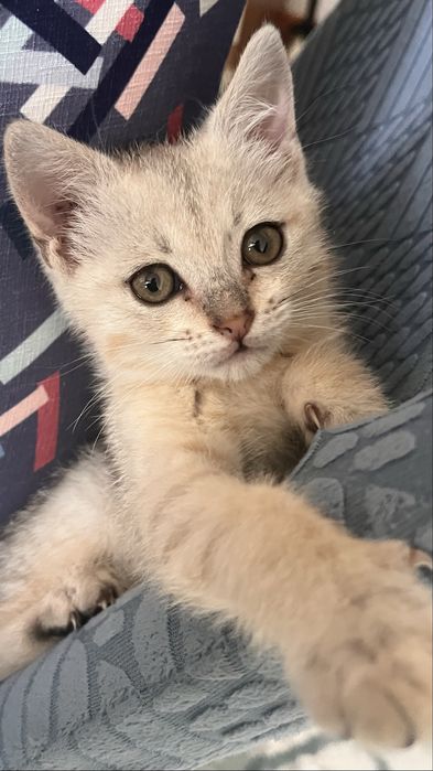 Милый котёнок ищет заботливый дом