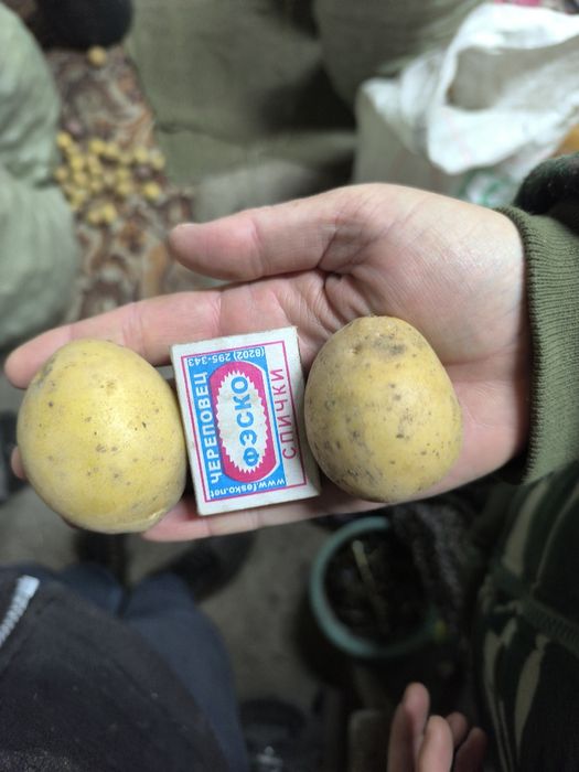 Продам картофель дачный