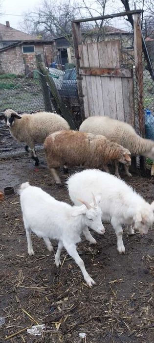 Агнета и ярета                     .