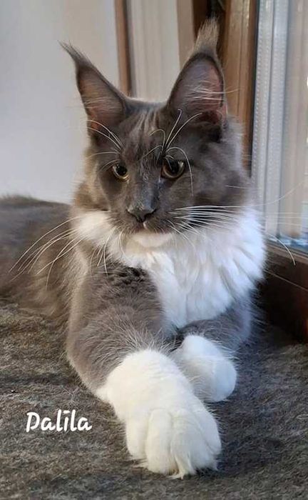 Felisa Autorizata WCF-rasa Maine Coon-Pedigree-Timisoara