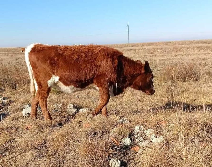 Продам телок крупных