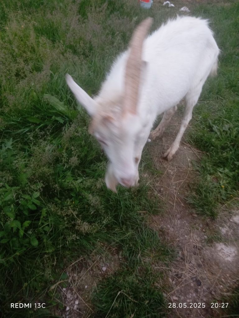 Capre Saaen Alpine Franceze