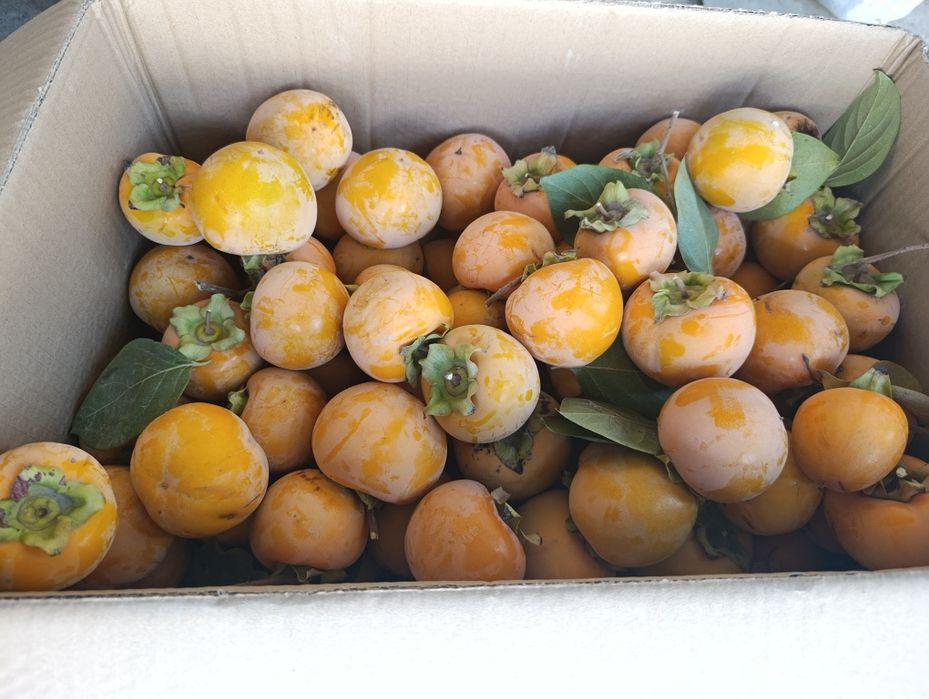 Хурма шоколадная