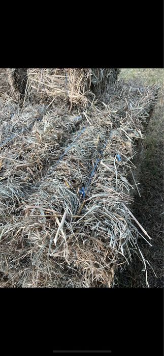 Lucerna , paie, fan , miriste calitatea 1