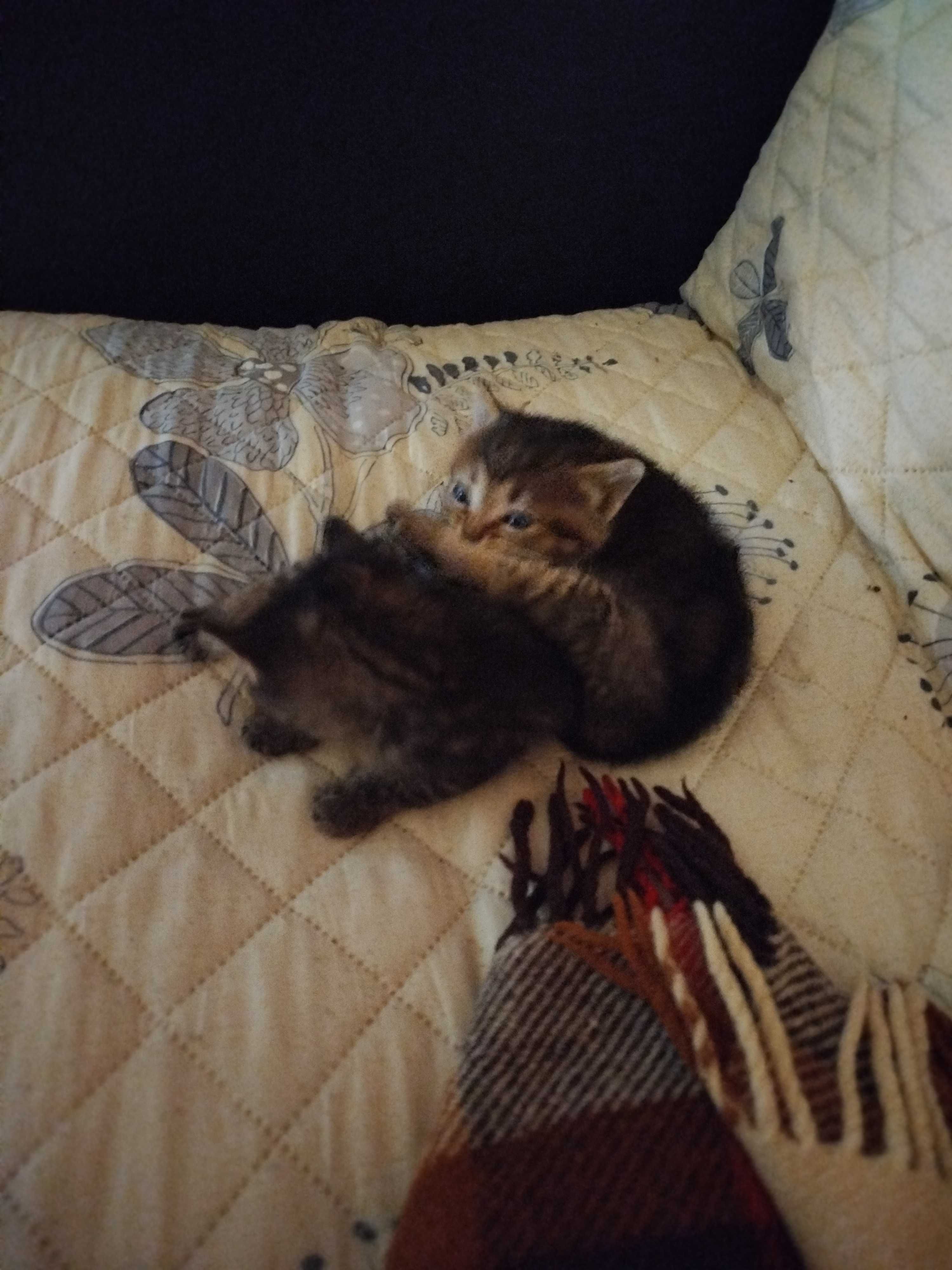 Подарявам малки котенца