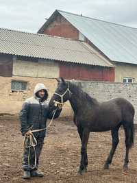 Лошадь Алтайской породы привез из Алтая страна Россия