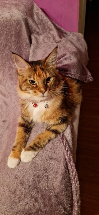 Fetița Maine Coon