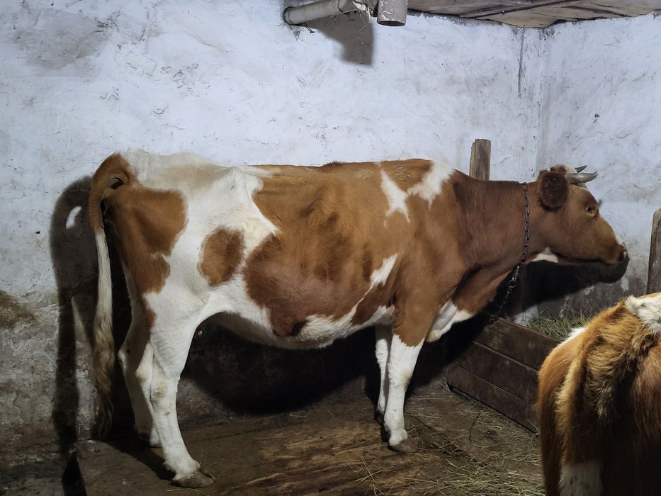 Продам молочную корову