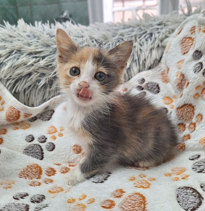 Pisica Ika îți încape într-o palmă. Adopt-o!