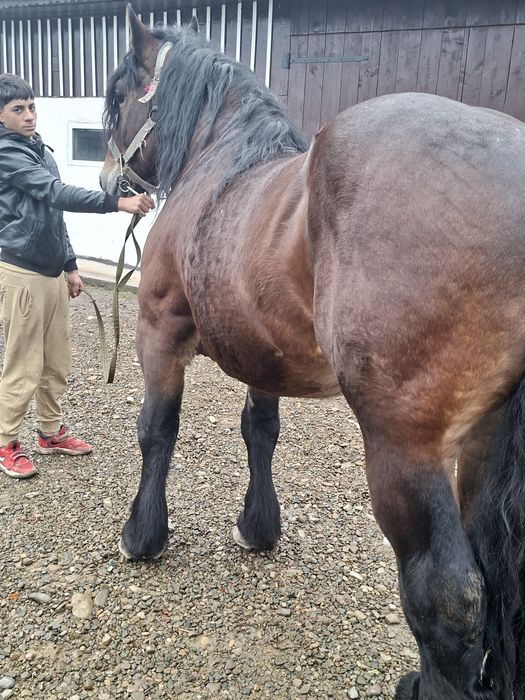 Harmasar de 7 ani vând sau schimb cu  mașină sau alte animale