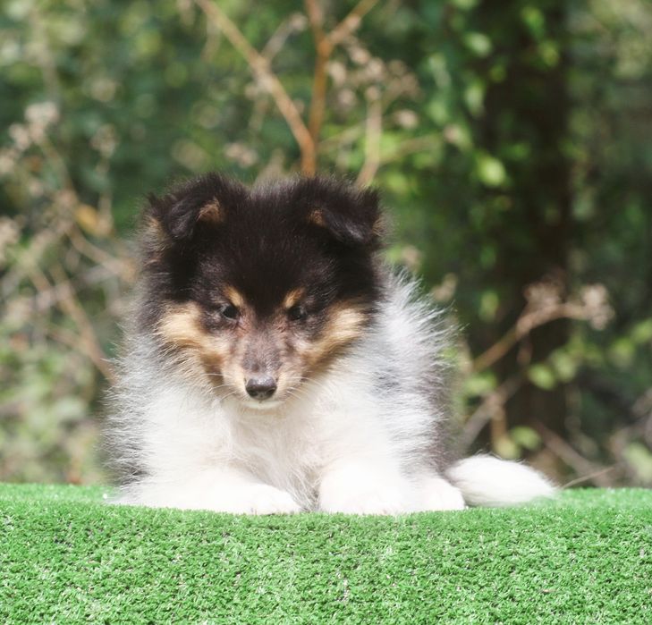 Sheltie - Shetland Sheepdog