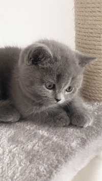 Pisica British Shorthair