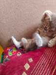 Котята в хорошие руки .