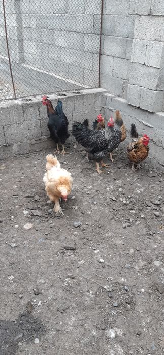 Продам кур и петухов по 5 тыще тенге