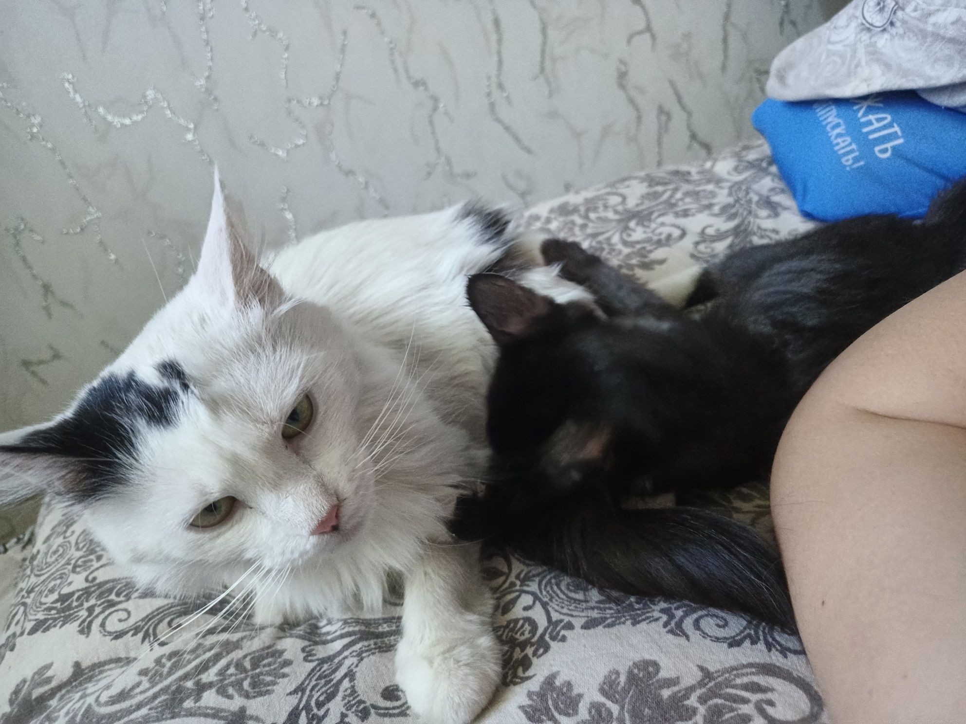 Отдам в заботливые ручки котика