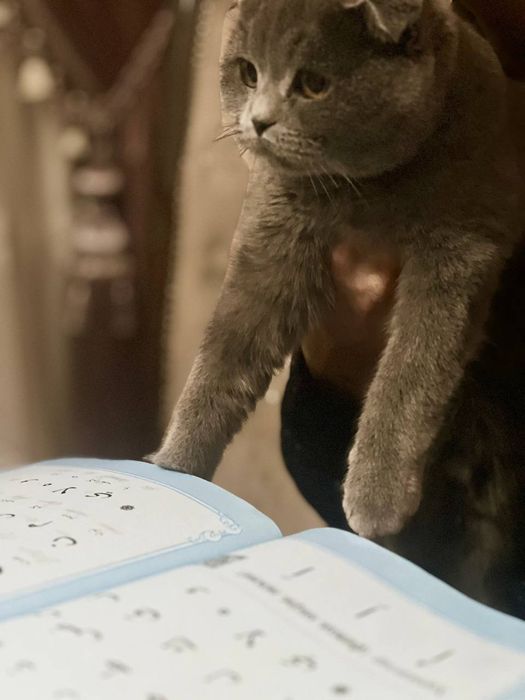 Skotsh fold zotli mushuk sotiladi qiz bola 1 yoshdan oshdi