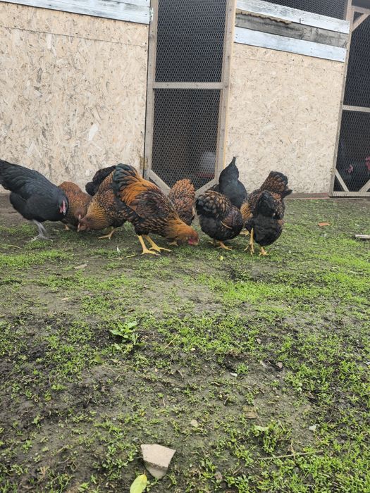 Wiandotte de vanzare