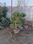 Bonsai Calitate Extra