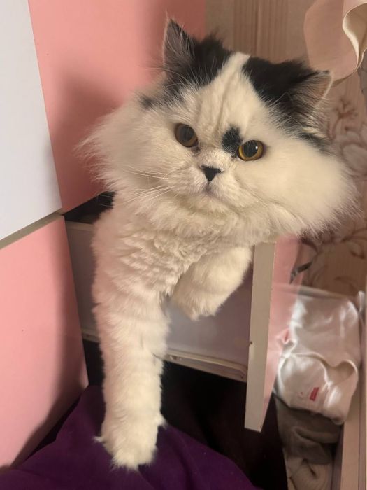 Котик бесплатно даром