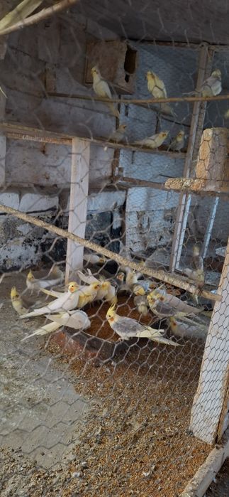 Vând papagali nimfa