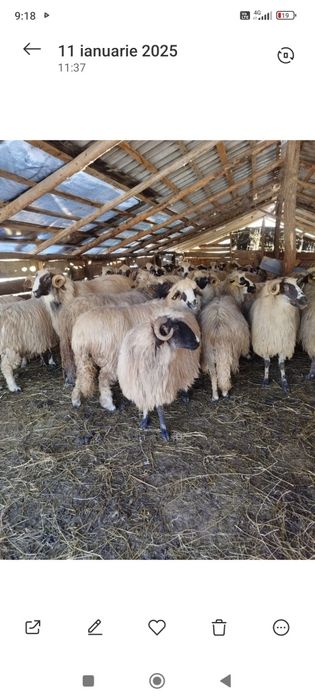 Vând oi ,600 lei bucata.