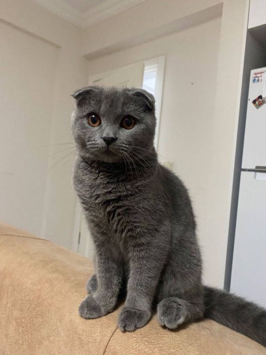 Продаётся котёнок. Мальчик. Скоттиш фолд.