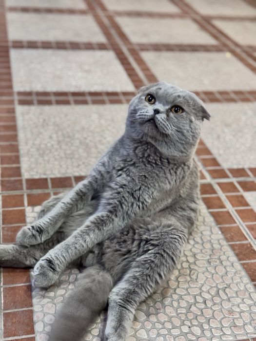 Шикарный кот для вяски , british шиншила