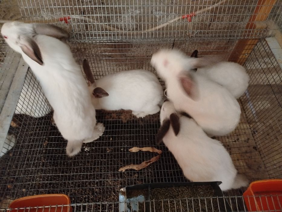 Quyon sotiladi har-hil paroda