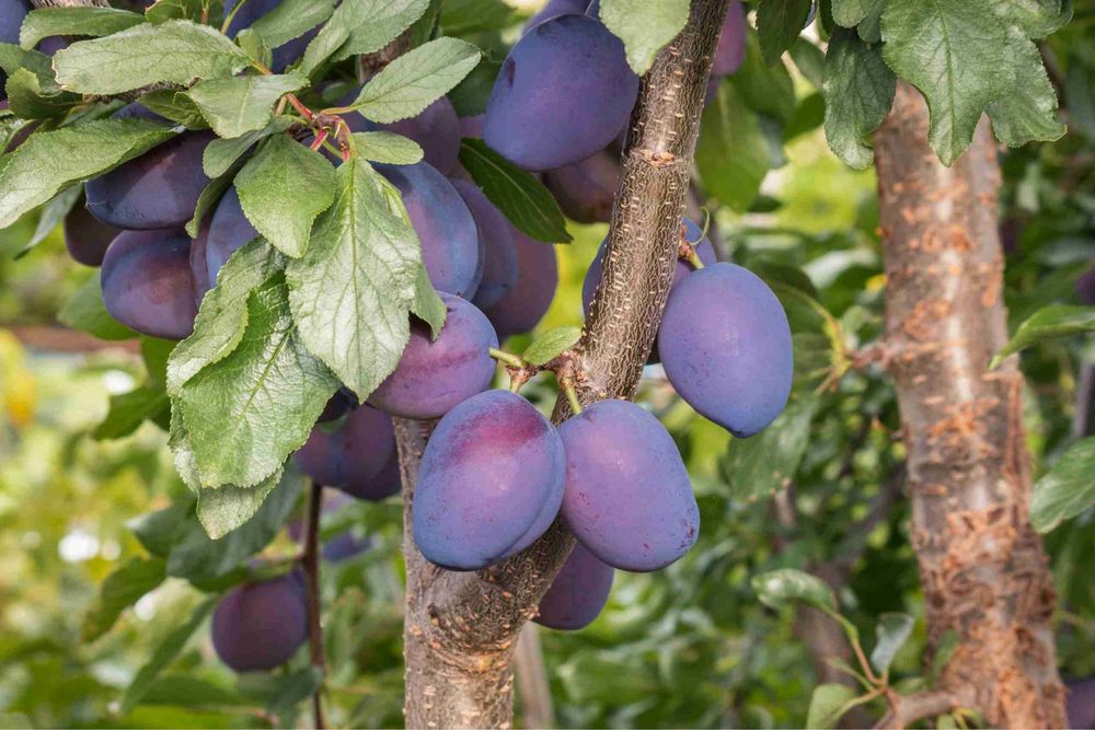 Pomi fructiferi pitici(Dwarf)