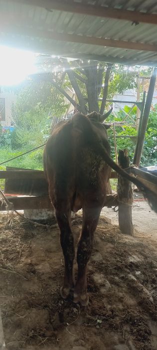 Buqa sotiladi boqildigan Бука