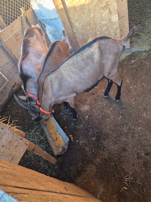 Vand 2 capre si un țap